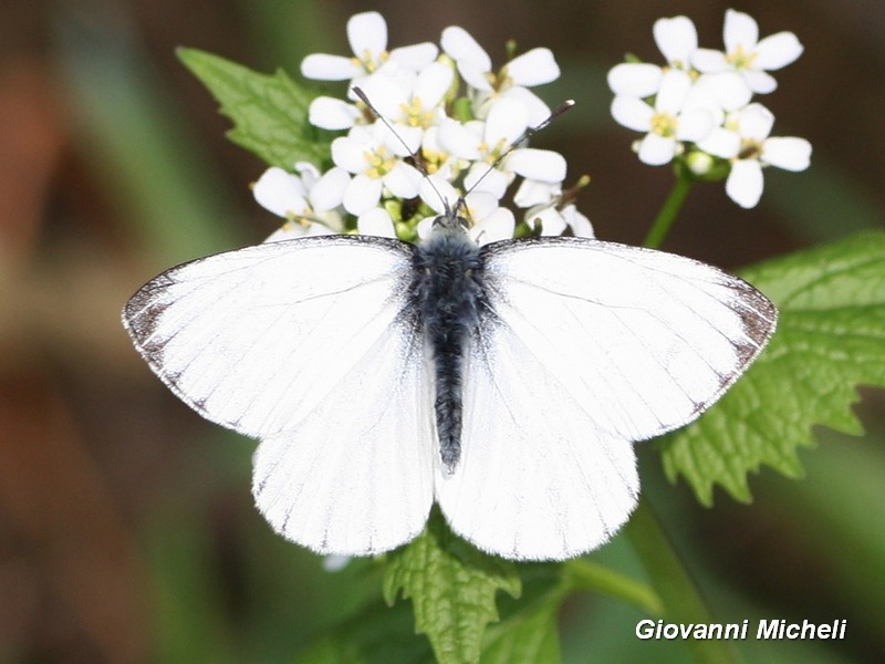 Pieris napi Pieridae